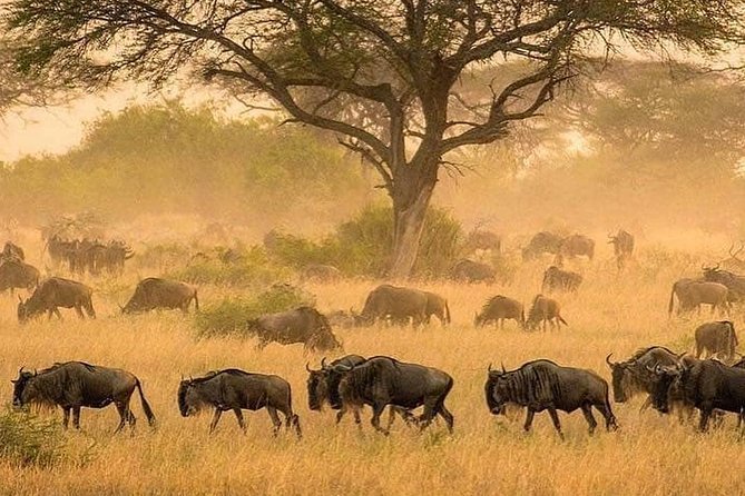 5 Days Serengeti, Ngorongoro, Tarangire & Manyara Lodge Tour