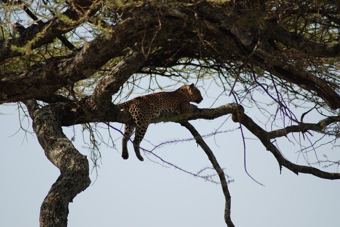 5 Days Tanzania Safari From Mwanza to Arusha