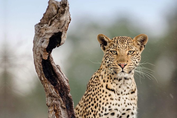 5 Days Tarangire, Serengeti, Ngorongoro & Manyara Budget Lodge Safari Tour