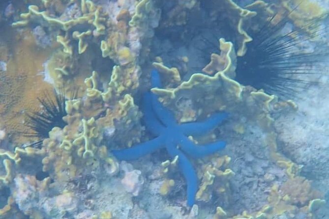 5-Hour Snorkeling, Swimming With Dolphins and Sea Turtles Aquarium - Location and Meeting Points