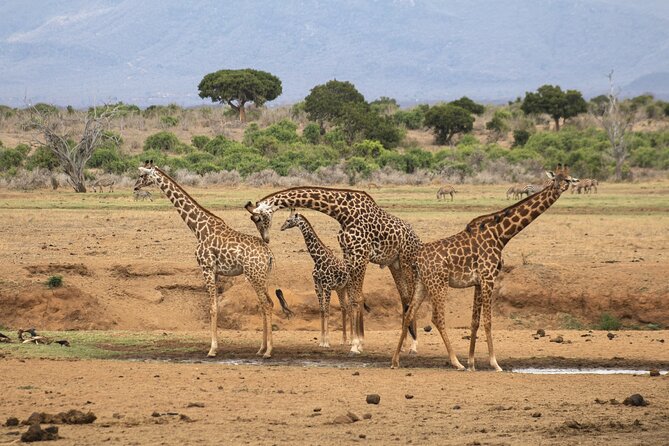 5HRS Nairobi National Park MorningEvening Gamedrive 4×4 Vehicle