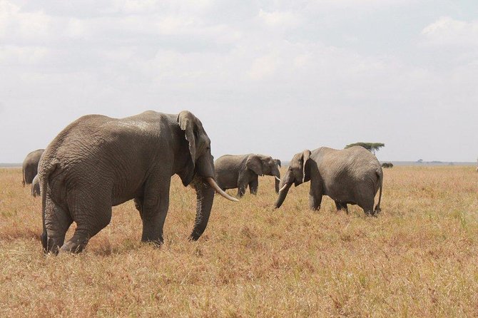 6-Day Kenya and Tanzania Safari