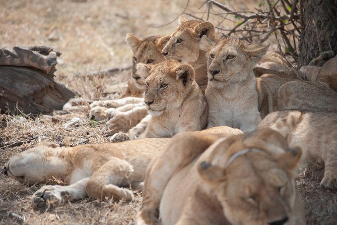 6-Day Private Camping Safari Tour From Kilimanjaro Airport - Inclusions and Amenities