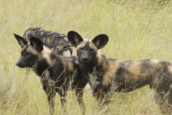 6-Day Private South to North Kruger National Park Tour - Tour Highlights