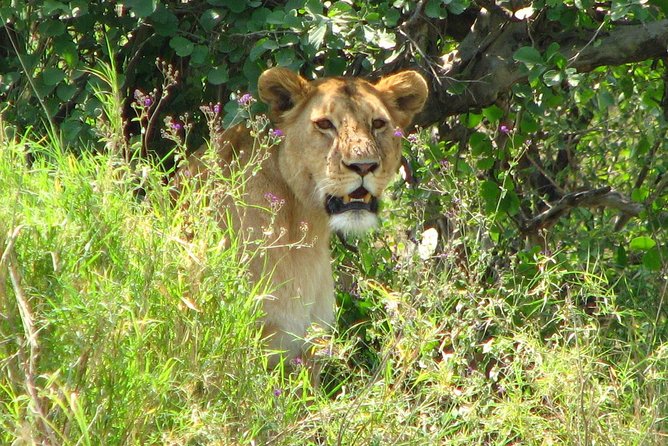 6-Day Safari in Tanzanias Northern Parks