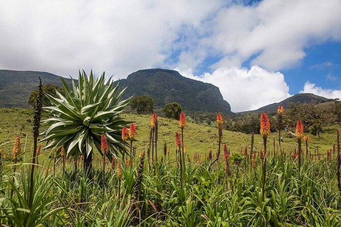 6 Days Bale Mountains Trekking - Trek Overview