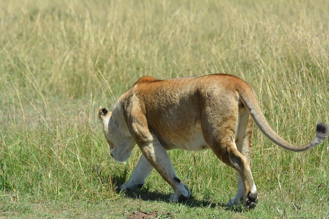 6 Days Big Five Tanzania Safari
