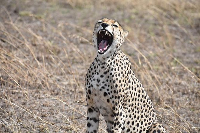 6 Days: Classic Camping( Tarangire, Manyara, Serengeti And Ngorongoro).