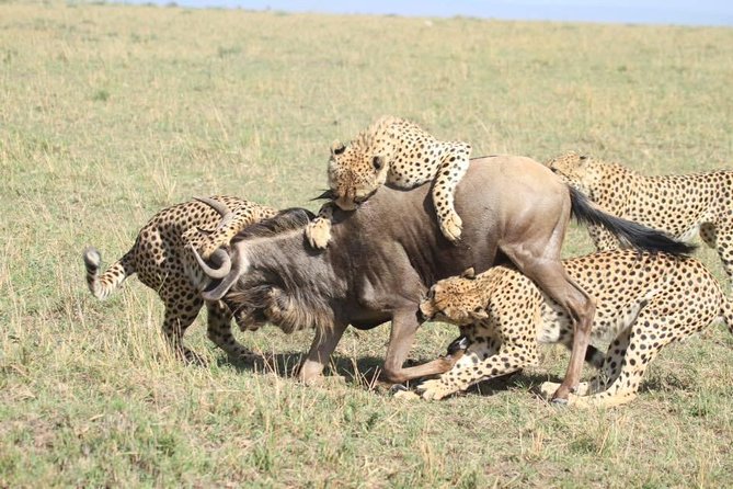 6 Days Masai Mara-Lake Nakuru & Amboseli Budget Safari