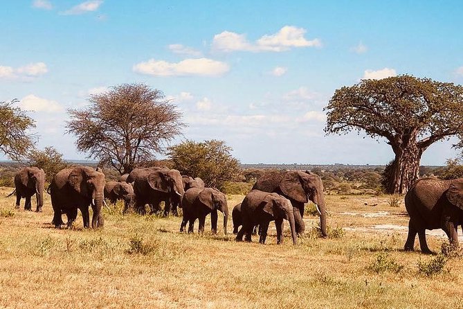6 Days Tanzania Game Drive Camping Safari