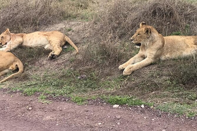6 Days Tanzania Safari by Rede Tours: Everything to Know 2025