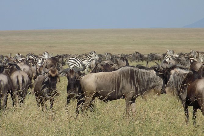 6 Days Tanzania Wildlife Safari Tour