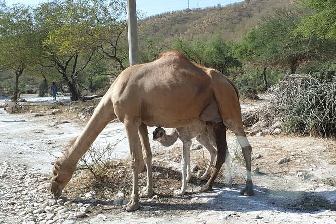 6 Hours Guided Salalah a Combination of East and West Tour