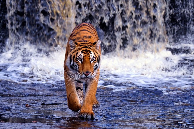 7 Day Golden Triangle With Ranthambore Tiger Tour.