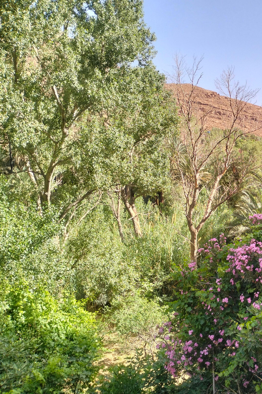 7 Day Imperial Cities & Sahara Desert Tour - Morocco Desert - Tour Overview and Pricing