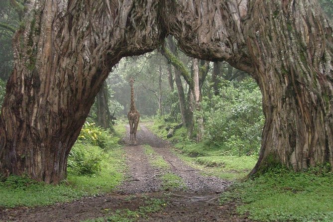 7 Day Joined Safari Serengeti,Ngorongoro,Manyara,Tarangire,Arusha National Park