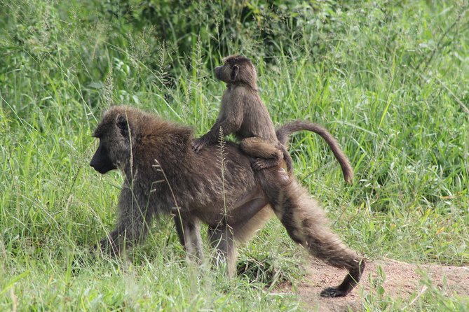 7-Day Murchison Falls, Chimps & Gorilla Trekking