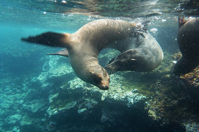 7-Days Galapagos Island Hopping Tour in Ecuador