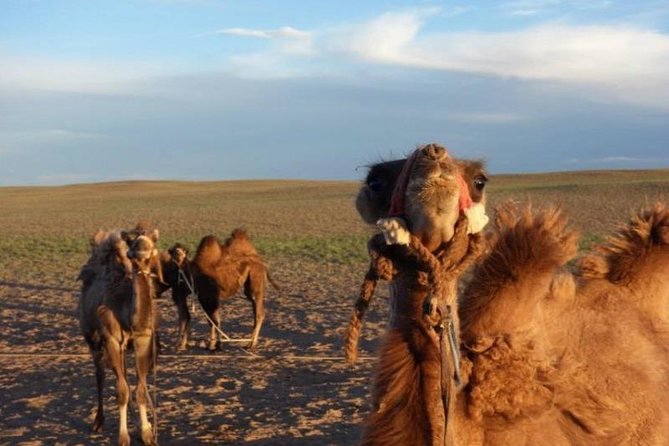 7 Days Great Gobi Tour
