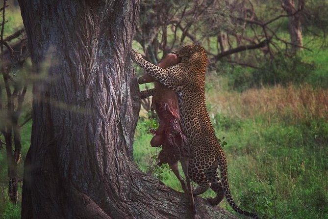 7 Days Great Migration Safari