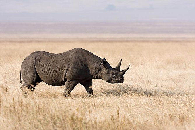 7 Days Tarangire, Serengeti, Ngorongoro & Manyara Joining Group Safari Tour
