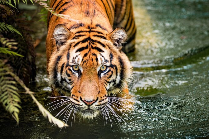 8 Day Golden Triangle Tour With Ranthambore Tigers Tour
