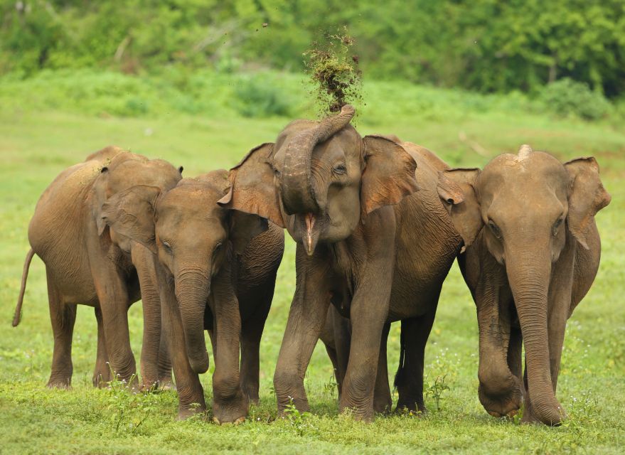 8 Day Tour Sri Lanka With Wildlife & Outdoor Experiences