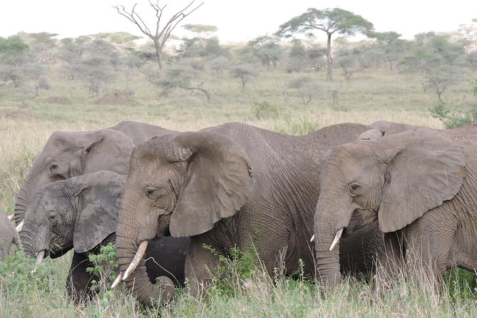 8 Days 7 Night Best Kenya and Tanzania Private Lodging Safari - Safari Overview