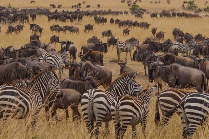 3 Best National Park Tours In Kilimanjaro