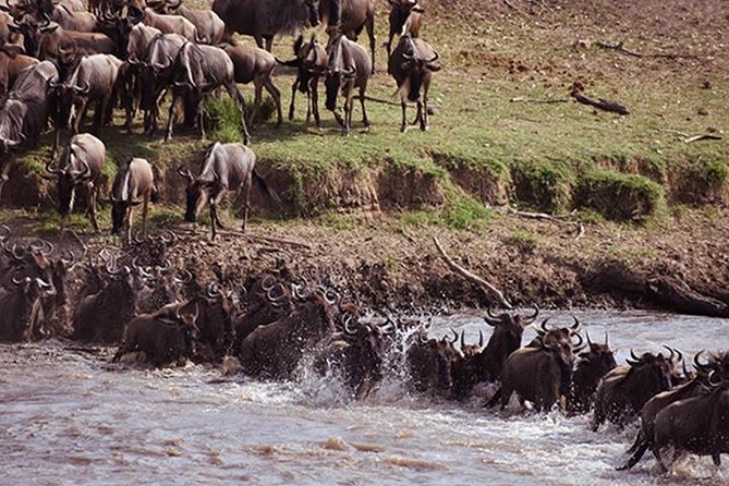 8 Days: Great Migration (tarangire, Serengeti And Ngorongoro Conservation)