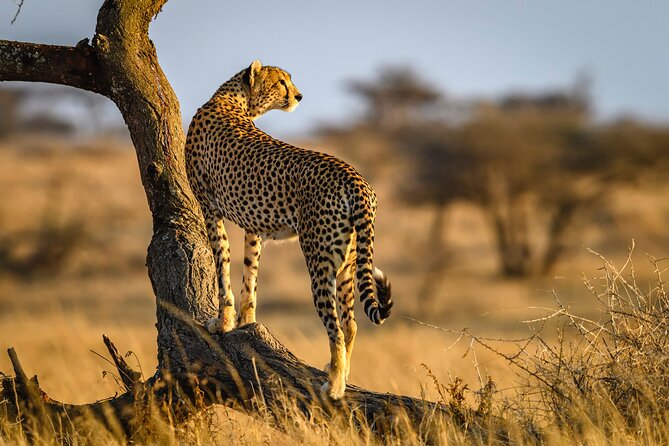 8 Days Private Safari in Serengeti Tour