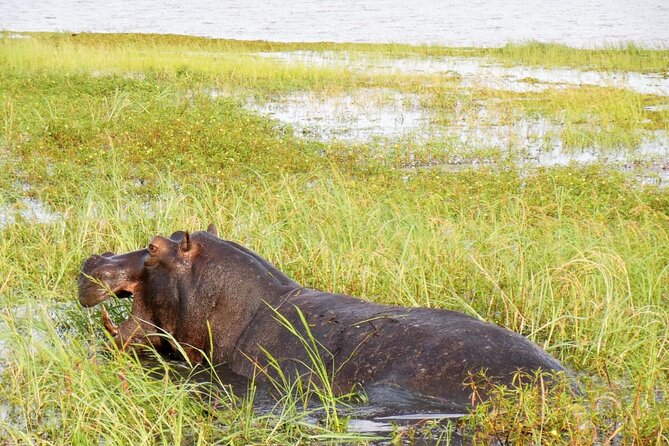 A Chobe Full Day Tour – Botwana