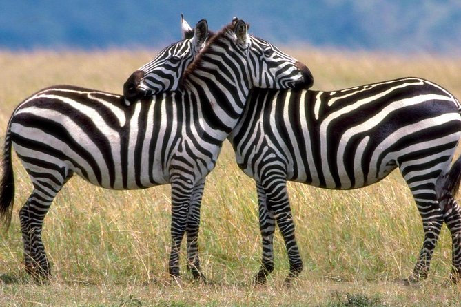 A Day Trip to Saadani National Park From Dar Es Salaam / Zanzibar