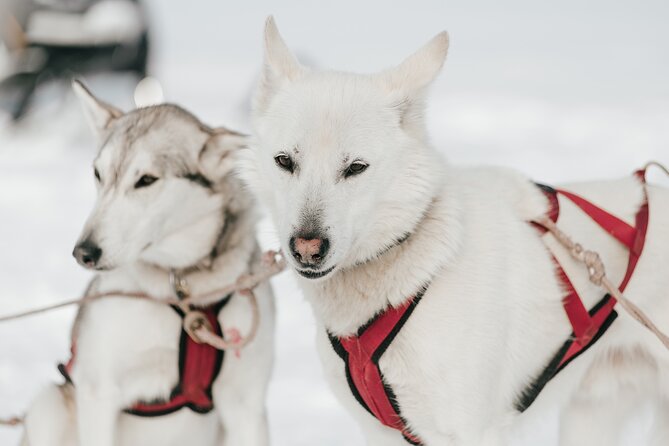 A Day With a Bite for Sled Dogs