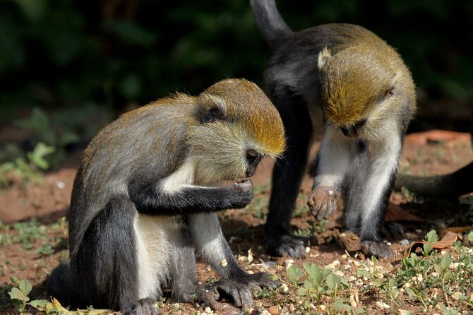 Accra: Wli Waterfalls and Tafi Monkey Sanctuary Private Day Tour