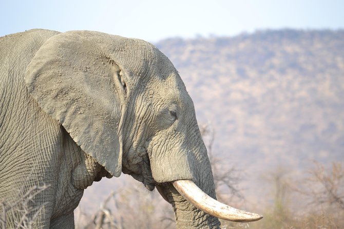 African Safari in Pilanesberg National Park – 1 Day Adventure