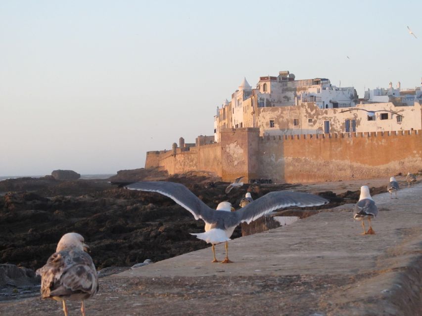 Agadir or Taghazout Essaouira Old City Day Trip With Guide