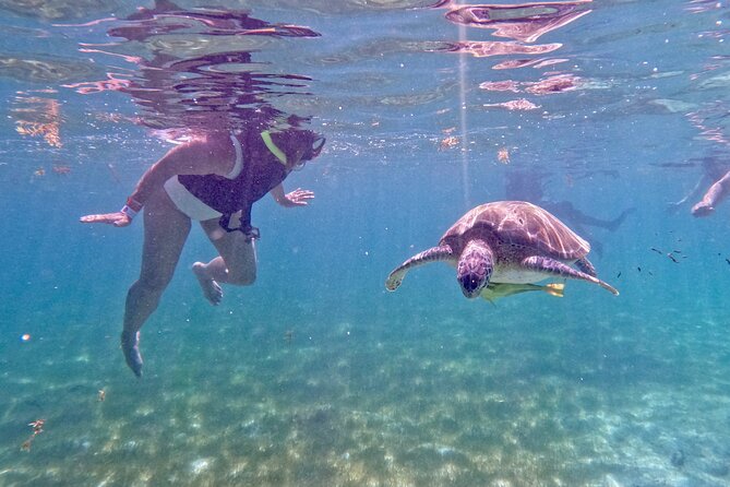 Akumal; Snorkeling and Photos With Turtles - Inclusions and Services