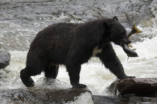 Alaskan Bear Encounter by Land & Sea