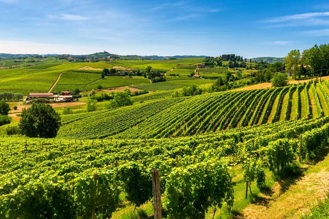 Alba Wine Tours, Private Tasting Experience Around Langhe Area.