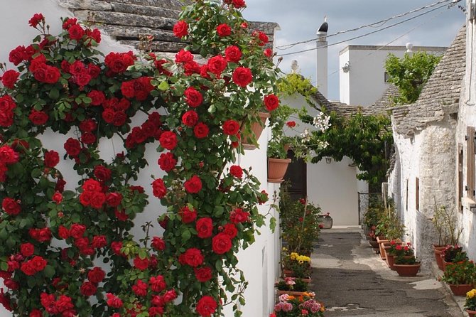 Alberobello Half- Day Tour With Extravergine Olive Oil and Liquores Tasting.