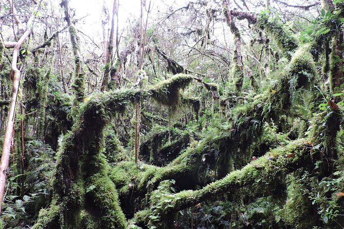 Alerce Andino Park With Las Chaicas Sector, PRIVATE