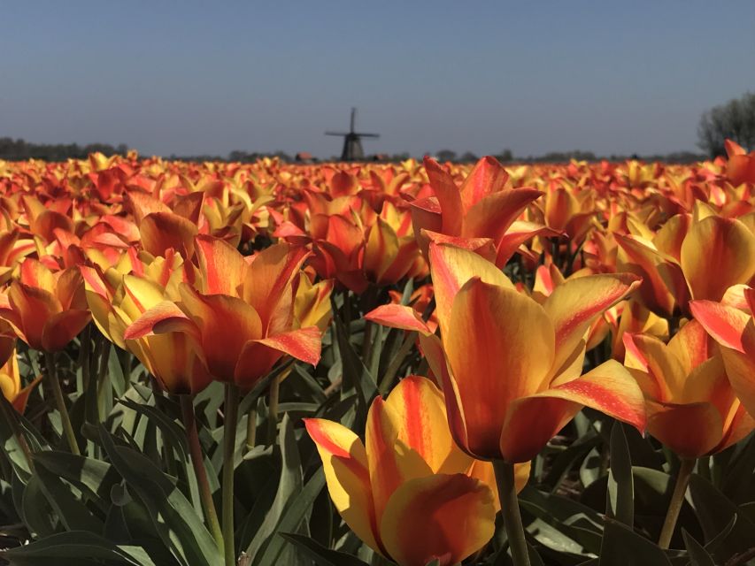 Alkmaar: Tulip and Spring Flower Fields Bike Tour