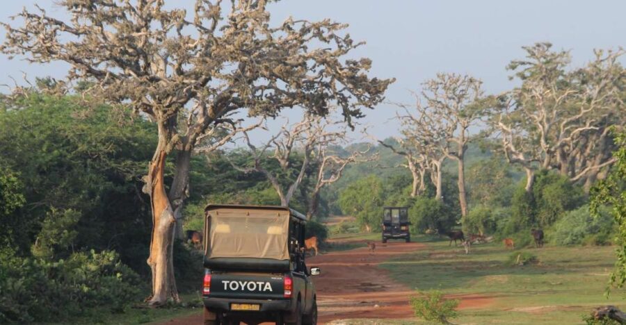 All-Inclusive Morning Game Drive at Bundala National Park - Activity Overview