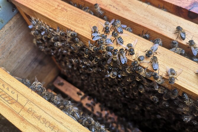 Amazing Experience With Bees, Honey and Pollen in Madeira Island