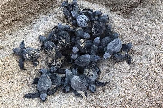 Amazing Turtle Release Tour