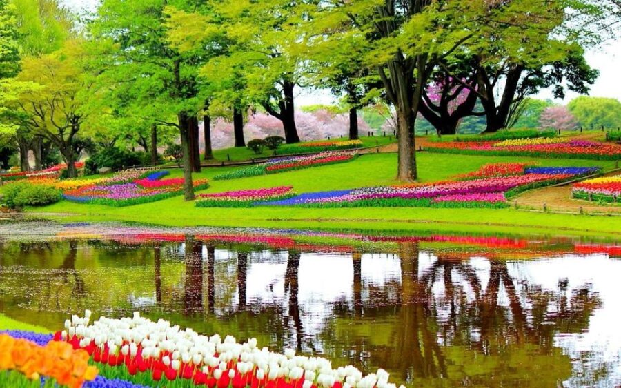 Amsterdam: Private Sightseeing Tour to Keukenhof