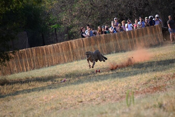 Ann Van Dyk Cheetah Centre Half-Day Tour From Johannesburg