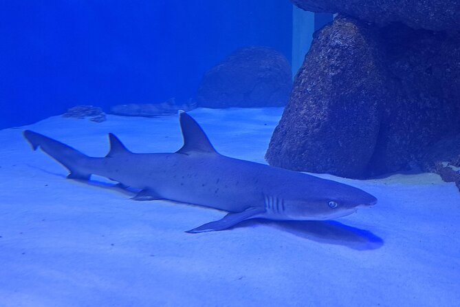 Aquario and Biopark Half-Day Tour - Inclusions