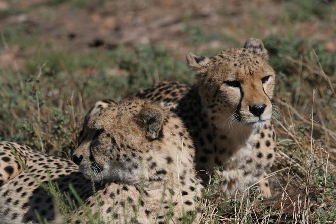 Aquila Safari Private Game Reserve Early Morning Game Drive